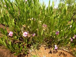 Image result for Sphenostylis