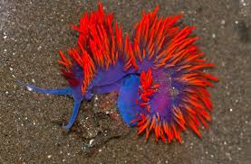 These sea slugs are pelagic; Absurd Creature Of The Week This Crazy Looking Sea Slug Has An Ingenious Secret Weapon Wired
