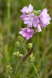 Three major fungal diseases attack hollyhocks. Wild Hollyhock Alcea Rosea Flowers A Pink Plant In The Mallow By Phil Bird Ephotozine