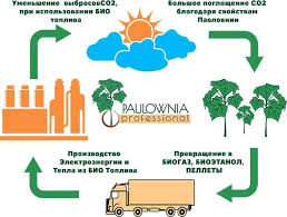 Павло́вния продолговатая, или павло́вния удлинённая — вид растений рода павловния (paulownia) семейства павловниевые (paulowniaceae). Pavlovniya Bystrorastushee Listvennoe Derevo Ekopark Z