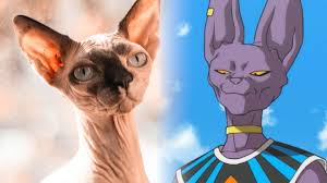 Beerus' twin brother is champa. Cats Cosplaying Dragon Ball S Beerus Are Adorably Taking Over Tiktok Dexerto