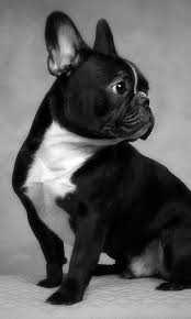 Get best dog and puppy wallpapers online. Free Download French Bulldogs Hd Wallpapers Android Apps On Google Play 480x800 For Your Desktop Mobile Tablet Explore 49 French Bulldog Wallpaper For Computer French Desktop Wallpaper Bulldog Screensaver