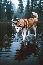 pin by elizabeth zinchuk on fotos husky dogs siberian husky dog husky puppy