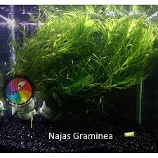 Image result for Najas graminea