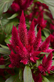 Celosia Intenz Lipstick Provides Vivid Color To Your Landscape Http Www Oceanstatejoblot Com Product Indexgrid4y Php Plants London Garden Planting Flowers