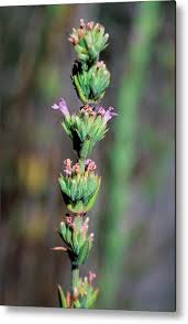 Image result for Micromeria