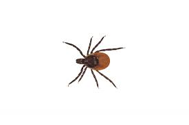 They feed during the spring and summer months. 15 Things You Must Know About Ticks Health Com