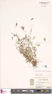 Image result for Arthraxon lancifolius