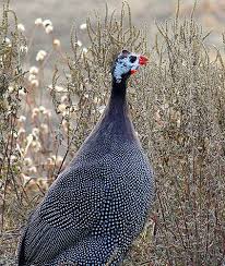 Guinea Fowl Birds That Look Like Turkeys Pin On Guinea Hens Delight