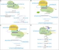 We did not find results for: Plant Communications Cell Press