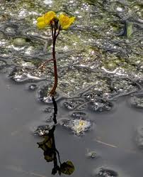 Image result for Utricularia baoulensis