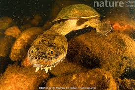 Image result for Gnidia burchellii