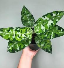 Aglaonema Pictum Tricolor Variegated Plants Plants Pretty Plants