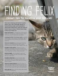 By adopting an animal you're helping to make room for more dogs and cats who need a. Lost Cat Lost Dogs Of Wisconsin