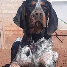Find bluetick coonhound dogs and puppies from louisiana breeders. Rescue Me Bluetick Coonhound Rescue Home Facebook