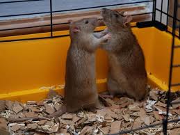 My two male dumbo rats are starting to get more and more aggressive. Are My Rats Playing Or Fighting Understanding Rat Behavior Animallama