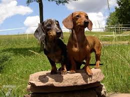 Image result for jezevčík hladkosrstý