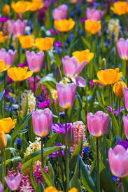 Stunning Landscape Photos Of Holland When 7 Million Tulips Bloom All At Once Flores Bonitas Tulipanes Flores