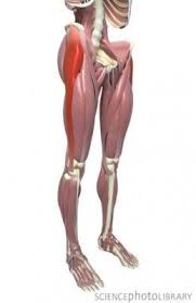There Is A Thin Muscle In The Thigh Called The Tensor Fasciae Latae It Goes From The Lateral Side Of The Pelvis Tensor Fasciae Latae Thigh Muscles Hip Flexor