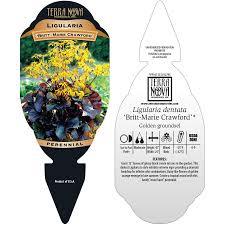 Image result for Eggelingia ligulifolia