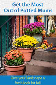 How To Grow Mums In Pots Potted Mums Caring For Mums Gardening For Beginners