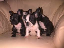 Bouledogue or bouledogue français) is a breed of domestic dog, bred to be companion dogs. Frenchtons Boston Terrier Cross French Bulldog Pembroke Pembrokeshire Pets4homes