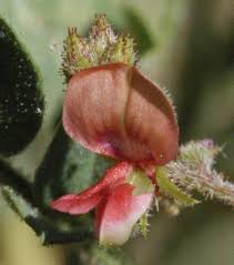 Image result for Indigofera colutea
