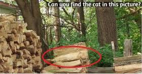 We did not find results for: Can You Find The Cat In This Picture Puzzle Answer