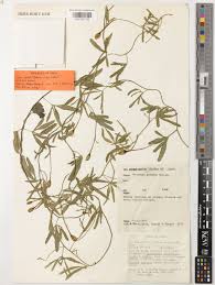 Image result for Merremia palmata