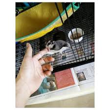 Jual Sugar Glider 4 Bulan Di Surabaya Tribunjualbeli Com
