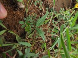 Image result for Zornia pratensis