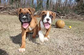 Male Vs Female Boxer Which Is Right For You Bubbly Pet