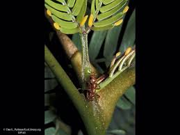 Image result for Acacia borleae