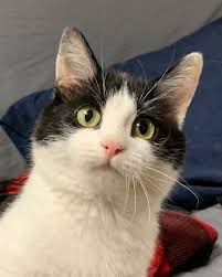 Cats For Adoption Petfinder Cat Adoption Cats Pets