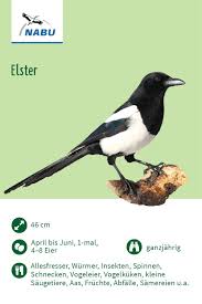 Die Elster In 2020 Einheimische Vogel Vogel Im Garten Elster