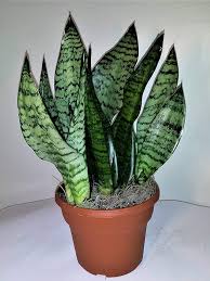 Image result for Sansevieria pearsonii