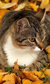 Gattini E Gatti Sfondi For Android Apk Download Visualizza altre idee su sfondi, sfondi iphone, iphone. gattini e gatti sfondi for android