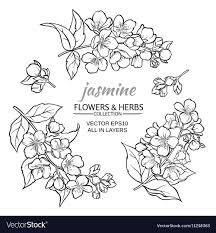 Jasmine Flowers Vector Set On White Background Download A Free Preview Or High Quality Adobe Illus Jasmine Flower Tattoos Flower Drawing Design Flower Drawing Discover 927 free flower vector png images with transparent backgrounds. jasmine flower tattoos flower drawing