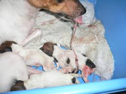As puppies, the umbilical cord connects their stomach to their mother's placenta. If These Dogs Could Talk September 2005