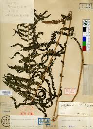 Image result for Pseudocyclosorus