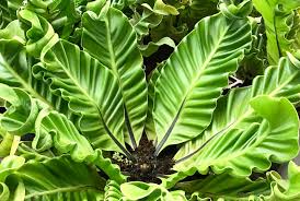 Image result for Asplenium