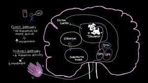 In parkinson's disease, certain nerve cells (neurons) in the brain gradually break down or die. Khan Academy Putting It All Together Pathophysiology Of Parkinson S Disease Youtube