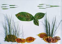 Kolase gambar bunga matahari dari biji padi jagung wijen dan kacang ijo. 940 Gambar Kolase Dari Bahan Daun Gratis Terbaik Kumpulan Gambar Kolase