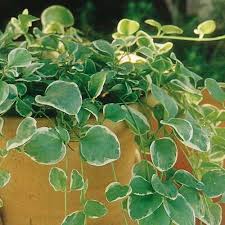 How well it is carried out will be a huge determining factor in the success of the planting. Vinca Vine Variegated Green White Great For Container Gardening Hanging Baskets Window Boxes