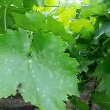 Image result for Uncinula necator