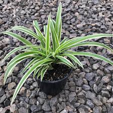 Image result for Chlorophytum hirsutum