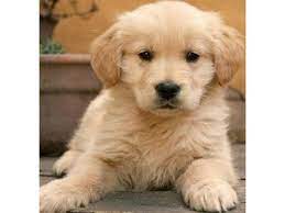 How much do golden retrievers cost? Awesome Golden Retriever Puppies Available 608 490 6691 Animals Arizona City Arizona Announcement 66669