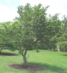 Image result for Annona muricata
