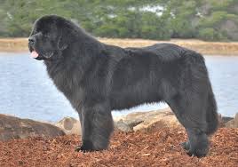Incredibly gentle and patient, the newfie is a wonderful candidate for a family with small children. Newfoundland Breeds