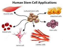 Cellmaxx Malaysia Apa Itu Stem Sel Stem Cell Research Stem Cell Therapy Stem Cells